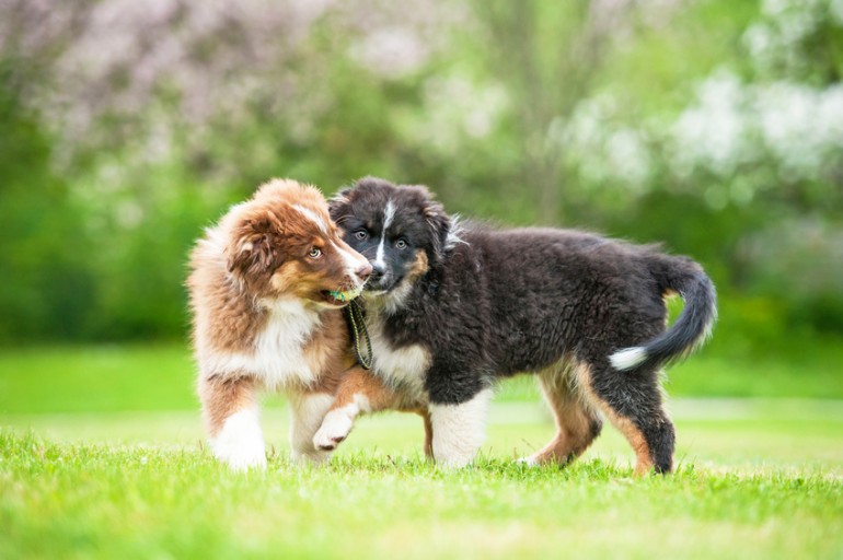 犬のカーミングシグナルは27種類！？ しぐさの意味を解説｜みんなの
