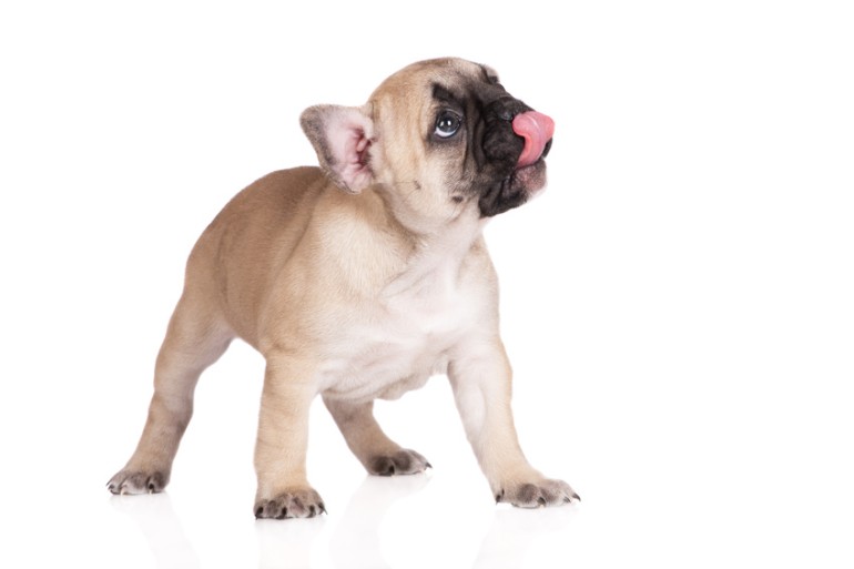 犬のカーミングシグナルは27種類！？ しぐさの意味を解説｜みんなの