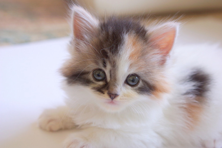 三毛猫はメスばっかり！？ オスがほとんどいない理由や三毛猫の特徴