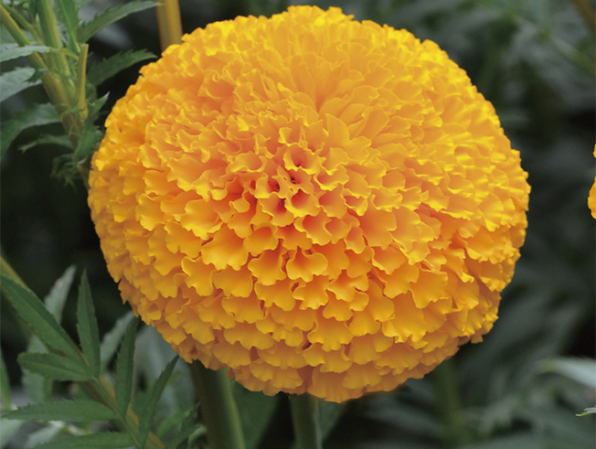 オーシャンゴールド | マリーゴールド | ムラカミシード