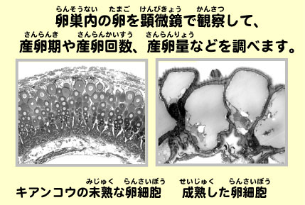 川と海からのめぐみーとる・つくる・そだてる
