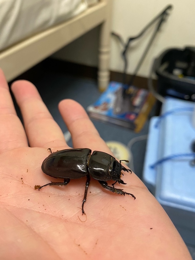 お客様からのご投稿（其の四） クワガタと飼育用品の販売/クワガタ工房