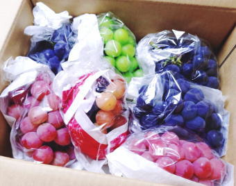 山梨県 牧丘の園主にお任せぶどうセット 赤、黒、緑のぶどうがセット