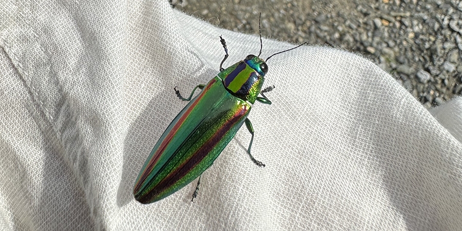 ヤマトタマムシ｜BLOG