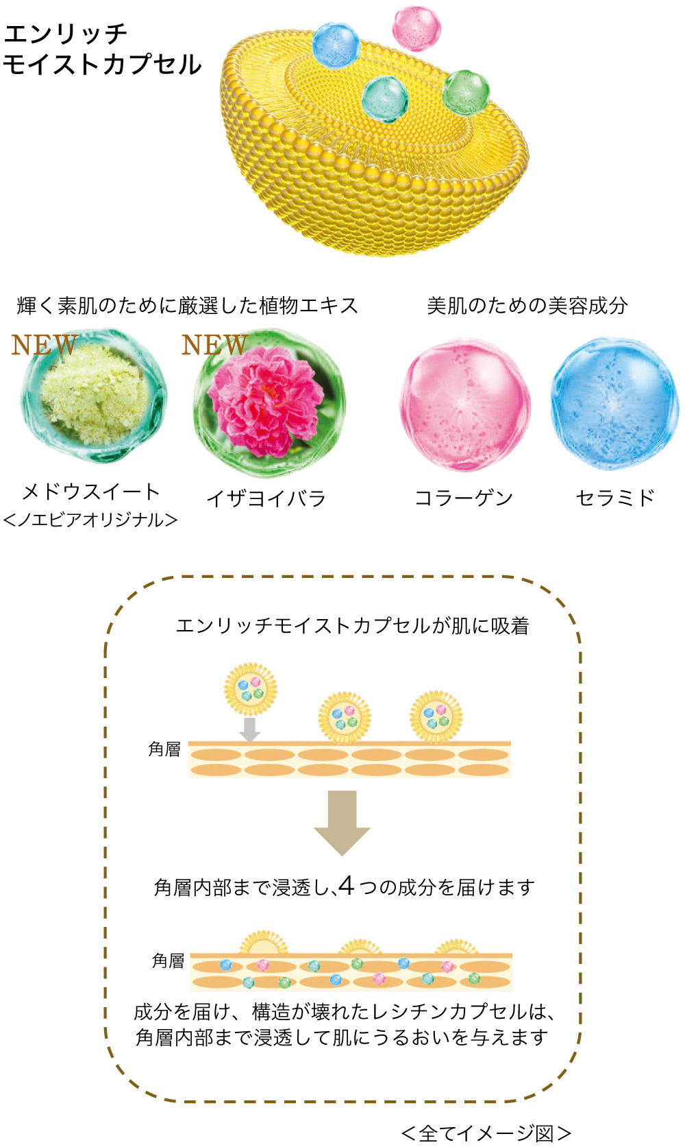 美容液のようなうるおいと心地よさで透明感のある素肌へ導くノエビア最