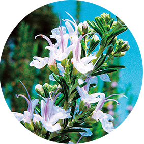 氷華＊ツイプロ必読＊さん専用]ノエビアクレンジングバーム3個