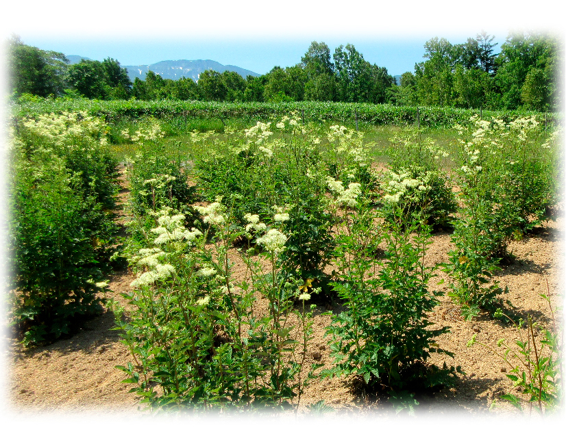 フックラセラム ふっくらとしたハリ・弾力感をもたらす、コラーゲン