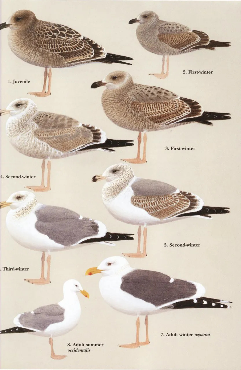 Gulls of Europe, Asia and North America (Helm Identification Guide