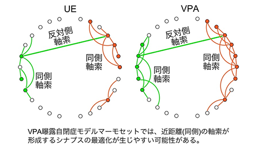 自閉症モデルマーモセットの脳においてシナプス形態変化の特徴を見出し