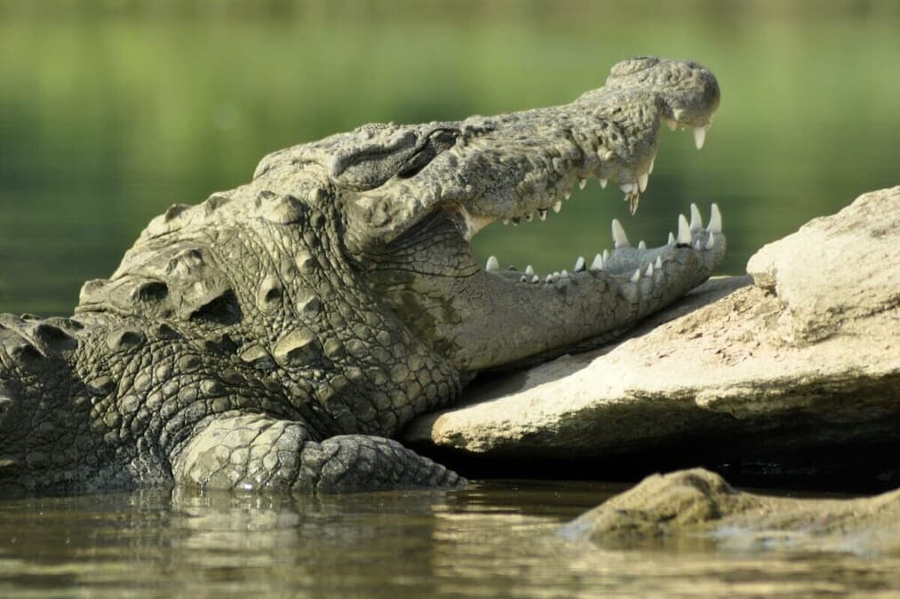 動画】閲覧注意：80歳男性をワニが襲撃くわえたまま住民の前で運び