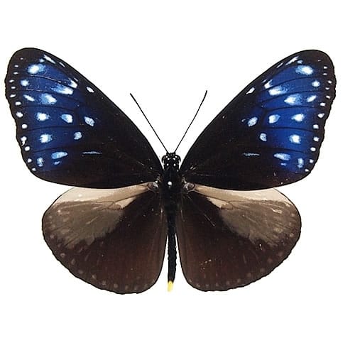 オオクジャクアゲハ , アゲハ蝶科標本 , 蝶の標本 販売・通販の