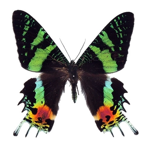 ニシキオオツバメ , 蝶の標本 販売・通販のNatureShop|モルフォや