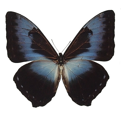 ミズイロタイヨウモルフォ(アオタイヨウモルフォ) , キーワード