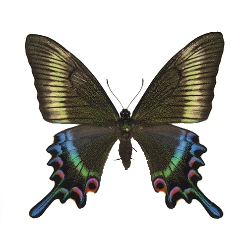 ミヤマカラスアゲハ／メス , 蝶の標本 販売・通販のNatureShop