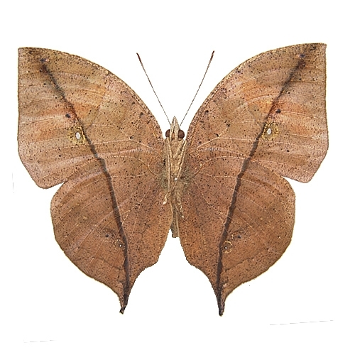 ムラサキコノハチョウ／裏展翅 , タグ「new」 , 蝶の標本 販売・通販の