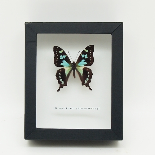 セラムタイマイ , アゲハ蝶科標本 , 蝶の標本 販売・通販のNatureShop