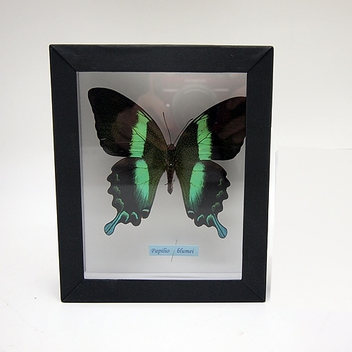 オオルリオビアゲハ , アゲハ蝶科標本 , 蝶の標本 販売・通販の