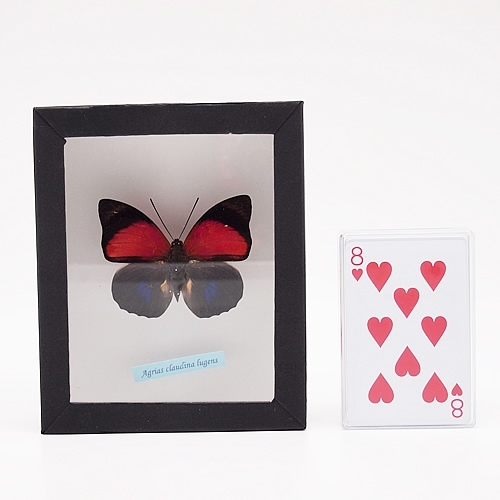 ルーゲンスミイロタテハ , 蝶の標本 販売・通販のNatureShop|モルフォ