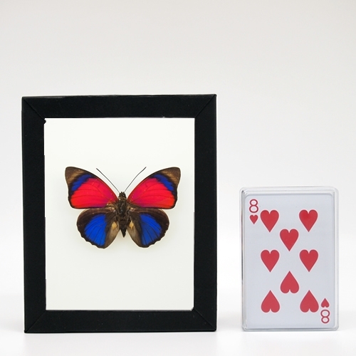 送料無料】アグリアス-クラウディナ-サルダナパラス(サンダナパルス