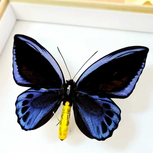 アオメガネアゲハ(アオメガネトリバネアゲハ) , 蝶の標本 販売・通販の