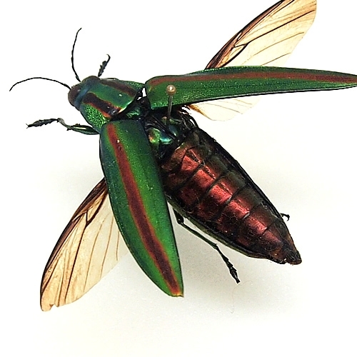 ヤマトタマムシ(飛翔) , タグ「昆虫」 , 蝶の標本 販売・通販の