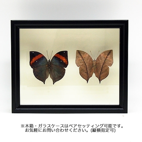 ムラサキコノハチョウ／裏展翅 , 蝶の標本 販売・通販のNatureShop