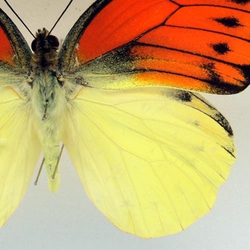 ツマベニチョウ♂♀標本☆バングラディッシュ産☆入手困難地域・貴重