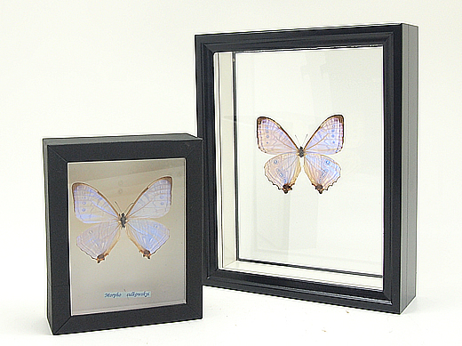 スルコウスキーモルフォ , 蝶の標本 販売・通販のNatureShop|モルフォ