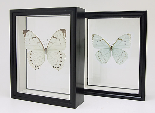 ミズアオモルフォ , キーワード「モルフォ」 , 蝶の標本 販売・通販の