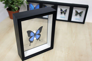 送料無料】ヘレナモルフォ , 蝶の標本 販売・通販のNatureShop