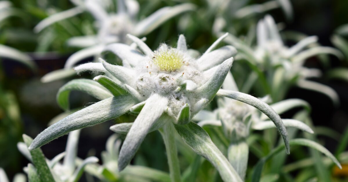 ハーブ事典】エーデルワイス | ナチュラルオーガニックコスメ専門サイト