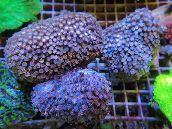 フィジー便サンゴ入荷しました！パステルカラー極美のミドリイシや