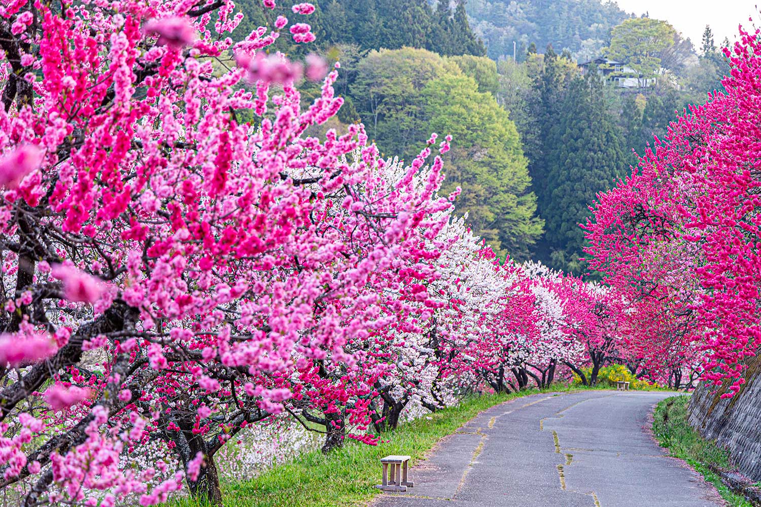 現地スタッフが教える― 長野県阿智村の花桃鑑賞スポット - 【信州 長野