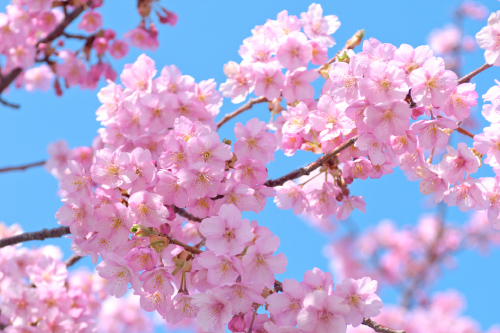 花まつり｜なばなの里