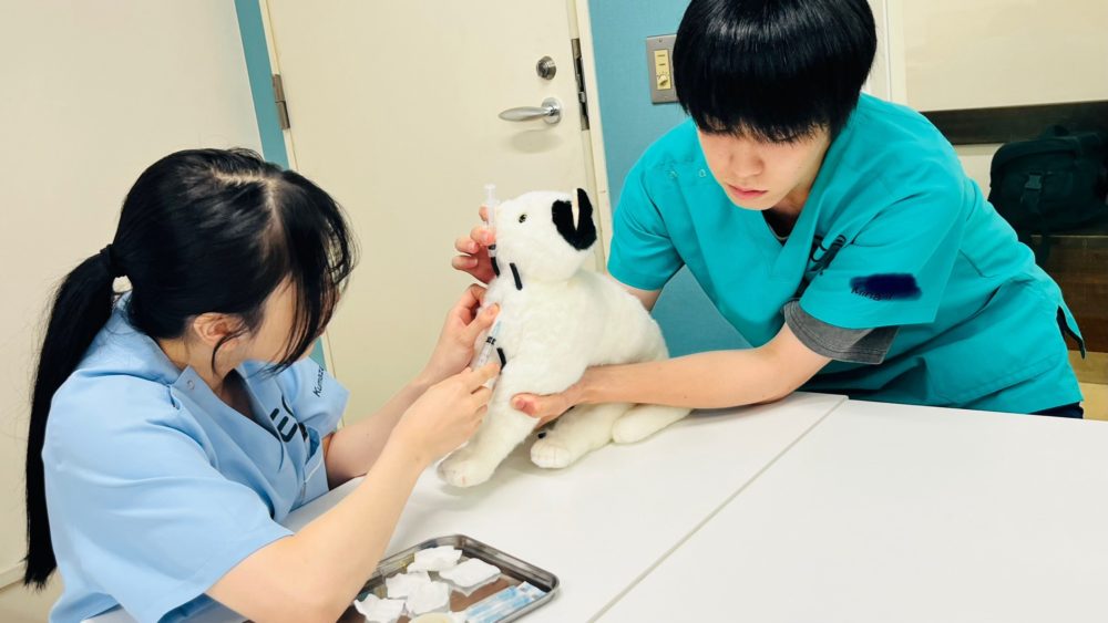 動物看護師専攻】動物外科看護学〜ねこにゃんと一緒に採血の実習
