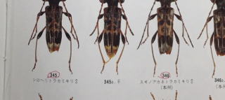 日本産カミキリ大図鑑