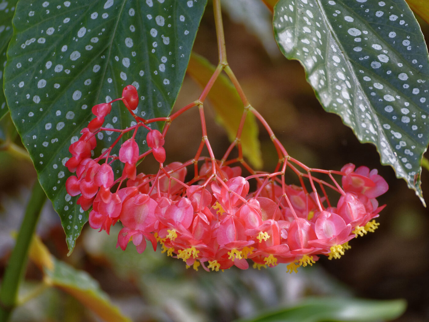 Where the Begonias Grow | Naples Botanical Garden