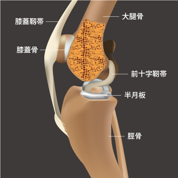 犬の前十字靭帯断裂｜横浜市戸塚区の動物病院｜ぬのかわ犬猫病院