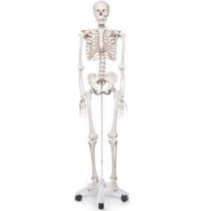 プロメテウス解剖学アトラス 解剖学総論/運動器系 第4版 - ニットクSHOP