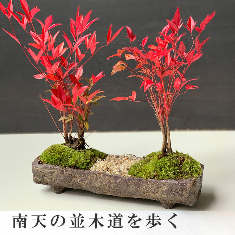 送料無料 南天のミニ盆栽 くらま岩器風長方鉢 並木道盆栽 ぼんさい
