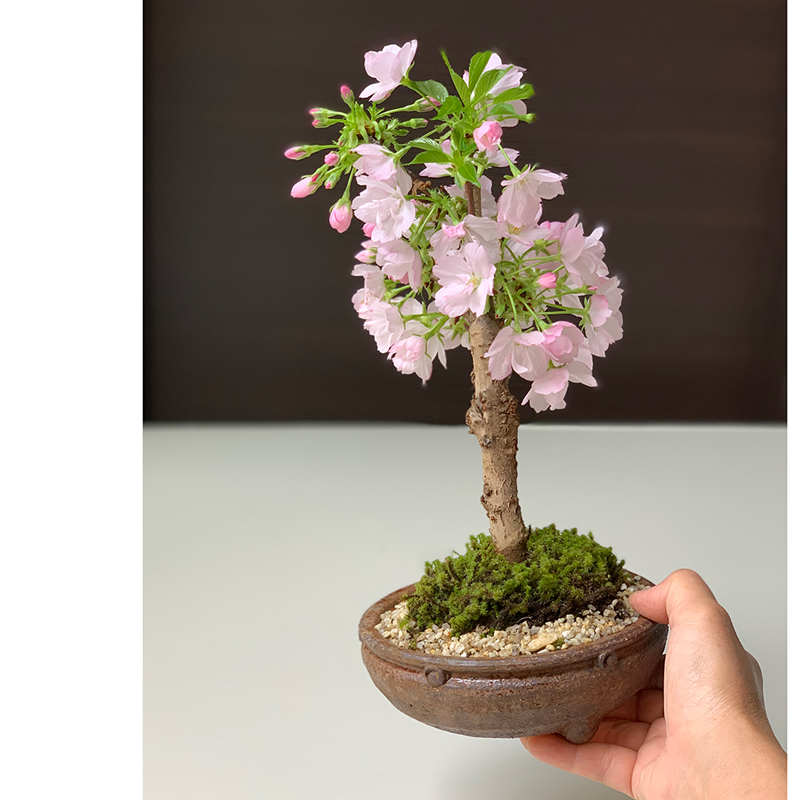 送料無料！桜・・・そう聞くだけで心和む景色を貴方のもとへ【旭山桜