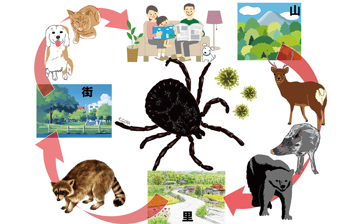 野生生物感染症の生態リスク研究（2022年度 41巻1号）｜環境研ニュース