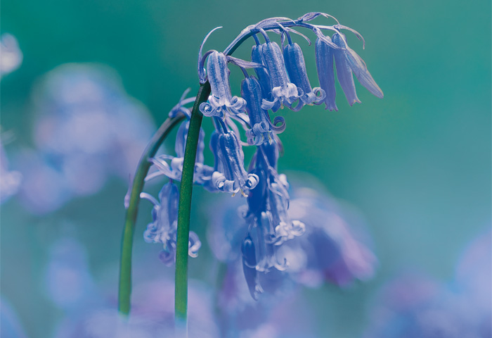 花風PLATINA ブルーベル 小型バラ詰 | お線香 | 日本香堂公式