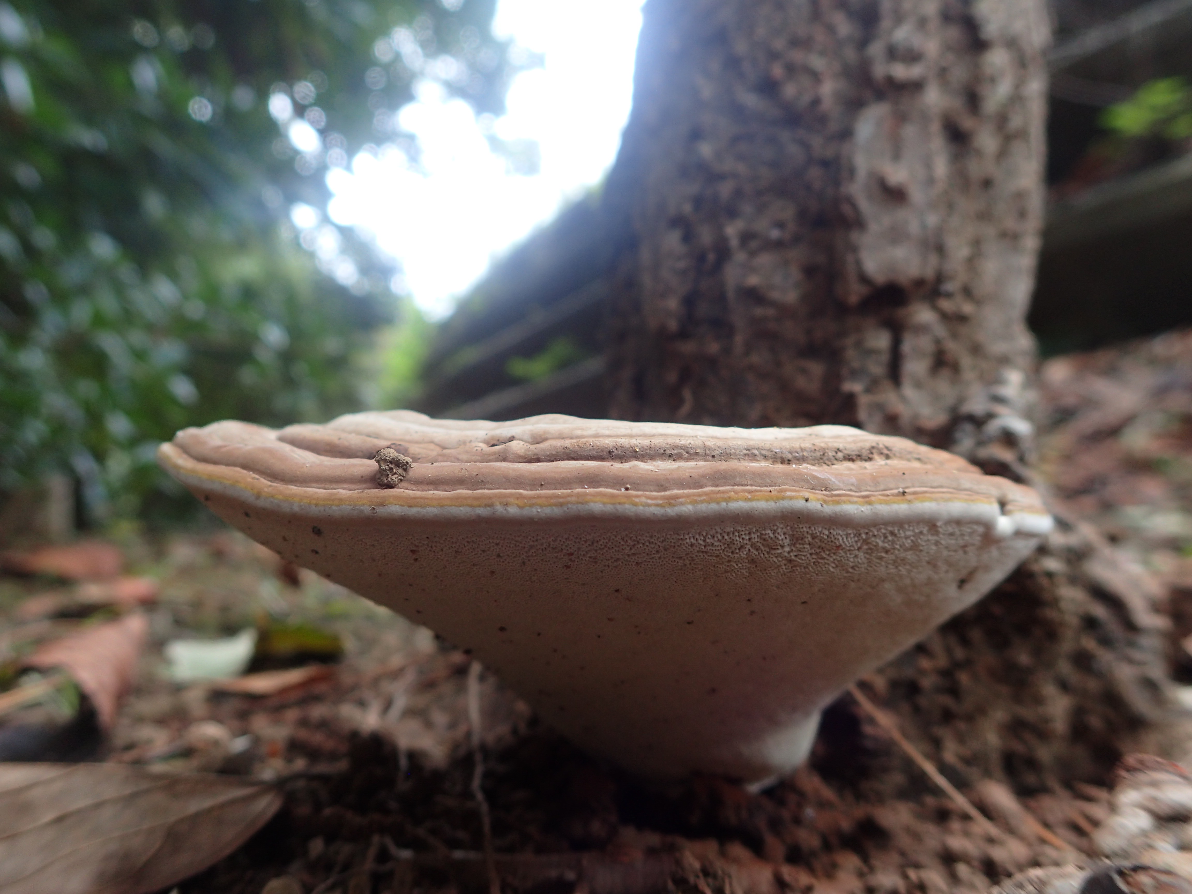 445．《コフキサルノコシカケ（粉吹猿の腰掛）キノコ類