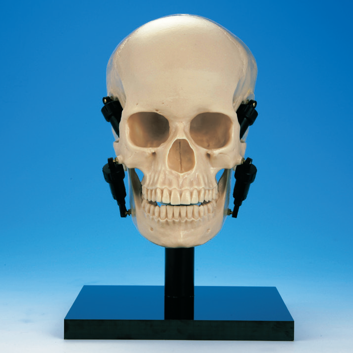 顎機能頭蓋骨模型 [ANA1001-T(P10-SB.20)]｜株式会社ニッシン｜歯科