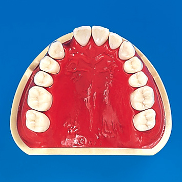 2色レジン製顎模型 [E50-各種]｜株式会社ニッシン｜歯科模型・歯科材料