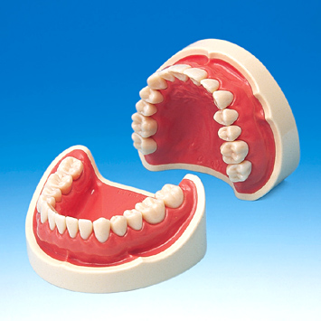 切削用模型歯 [A20-500]｜株式会社ニッシン｜歯科模型・歯科材料の