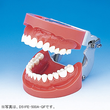 2色レジン製顎模型 [D51D-500A-QF](D咬合器つき)｜株式会社ニッシン
