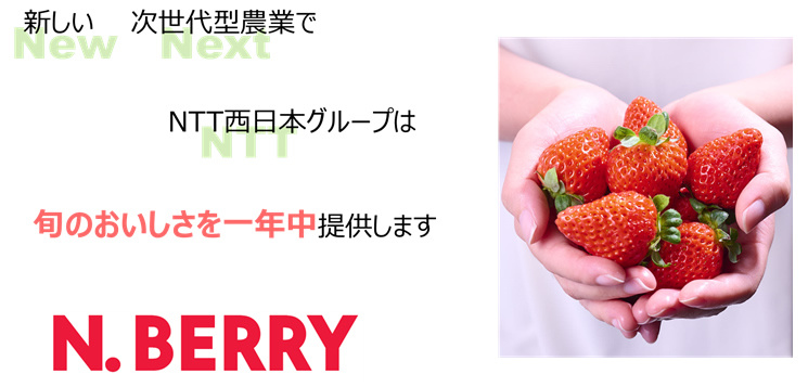 閉鎖型植物工場で生産したいちご「N.BERRY」の販売開始について