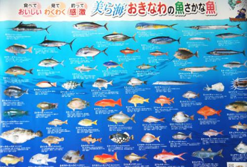 沖縄かりゆしショッピングプラザ / 県魚ポスター「美ら海 おきなわの魚